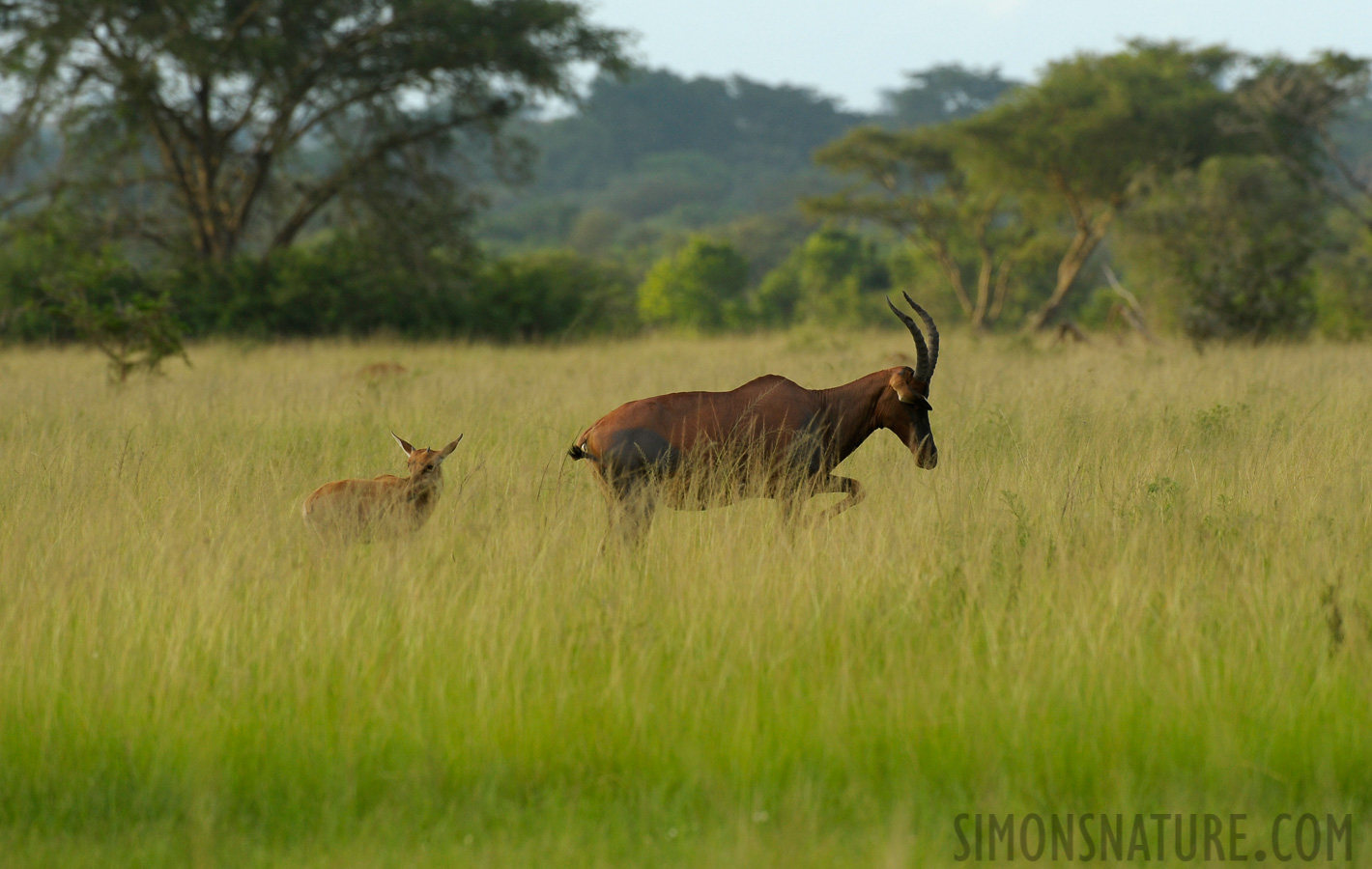 Damaliscus ugandae [400 mm, 1/320 sec at f / 7.1, ISO 500]